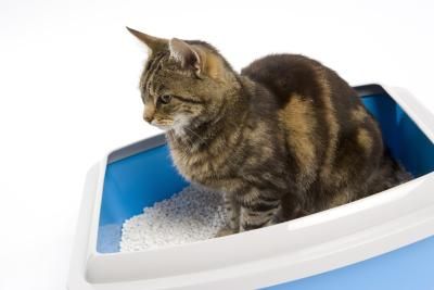 Come educare il gatto alla lettiera