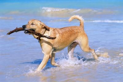 Come far indossare la museruola al cane