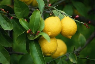 Come coltivare la limoncella in un luogo chiuso