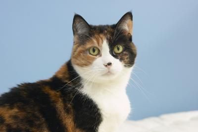 Come educare il gatto a non scappare
