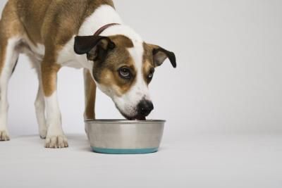 Cosa fare se il cane ringhia