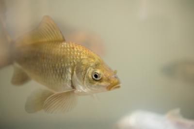 Come cambiare l'acqua dell'acquario