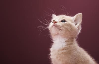 Come aprire un allevamento di gatti