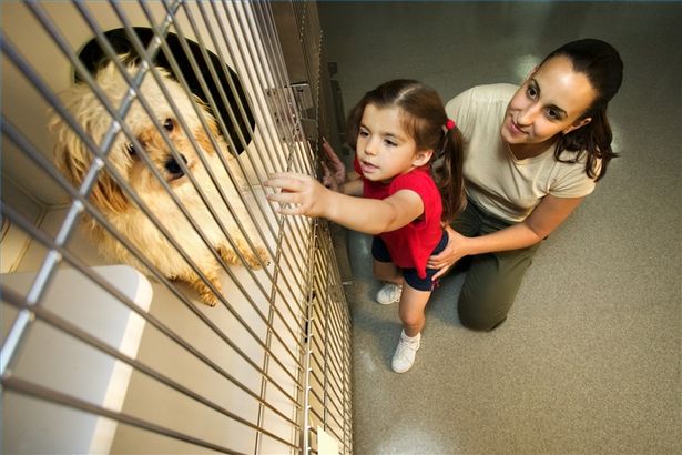 Come aprire un allevamento di cani