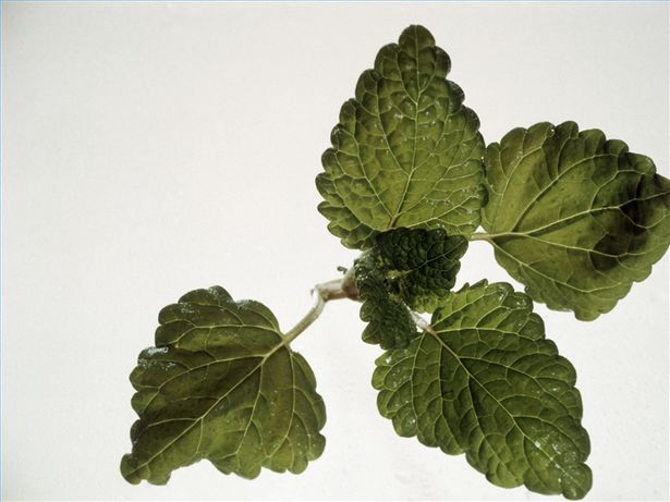 Cose da fare con la melissa citronella