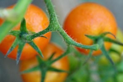 Come usare la polpa di pomodoro per curare l'acne