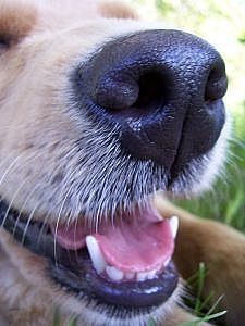 Come trattare le infezioni dei seni nasali nei cani