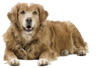 Come trattare un cane con il raffreddore