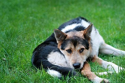 Come salvare un cane abbandonato