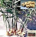 Come fare l'infuso di miele e zenzero
