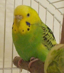 Come addomesticare un pappagallino
