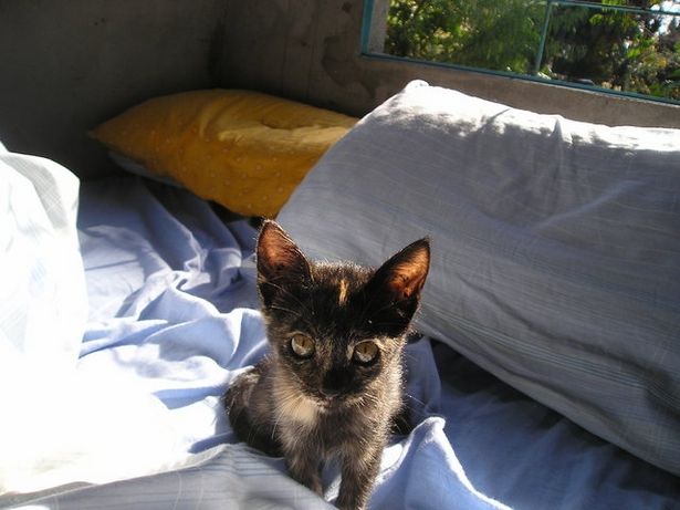 Come educare il gatto a non mordere