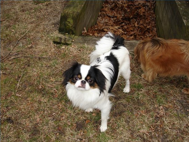 Come proteggere cane dalle zecche