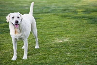Educare il cane a non scappare