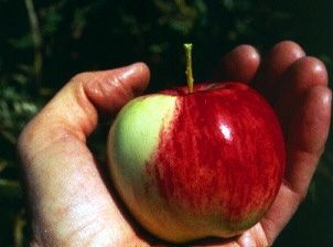 Come migliorare la tua concentrazione con una buona alimentazione