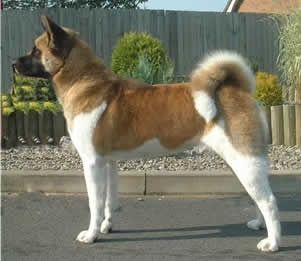 Come riconoscere un cucciolo di Akita