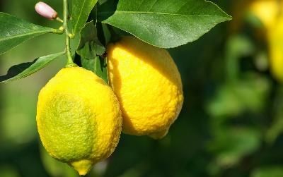 Come fare un balsamo labbra con albicocca e limone