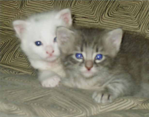 Quando finisce lo svezzamento del gatto