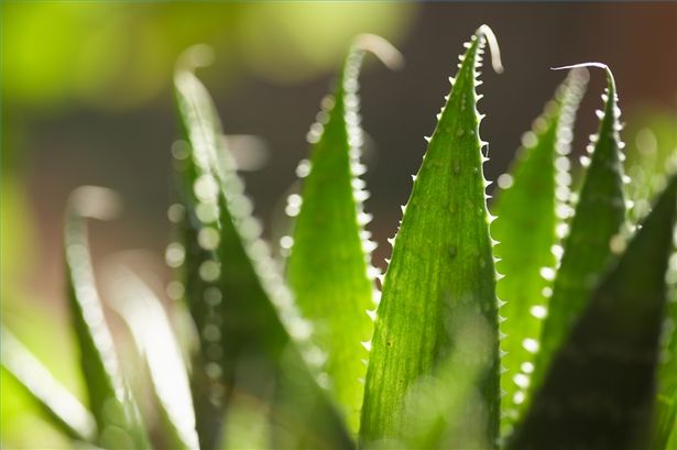 Come fare un balsamo labbra con aloe vera