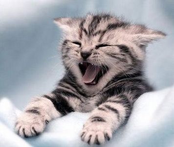 LE ALLERGIE AGLI ANIMALI