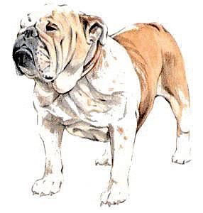 Come scegliere un bulldog inglese