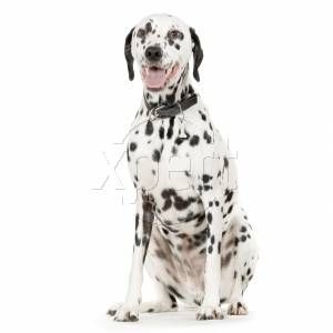 Come riconoscere un cucciolo di dalmata