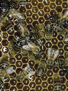 Come fare in casa un balsamo labbra con la cera d'api