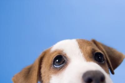 Educare il cane a non saltare addosso