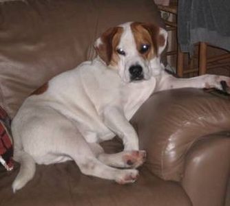 Come sistemare il cane in casa