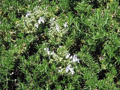 Come fare l'olio essenziale dal rosmarino