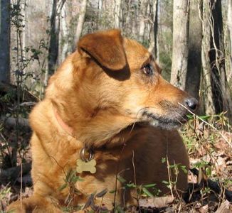 Come fare dei bocconcini per cani alla zucca