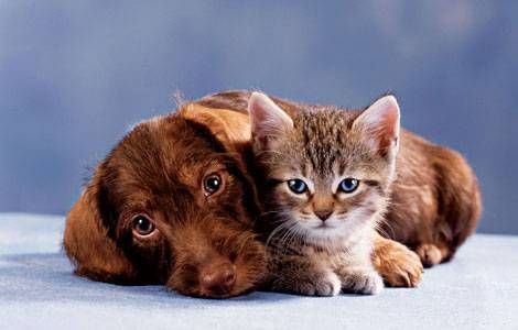 Come far convivere cane e gatto