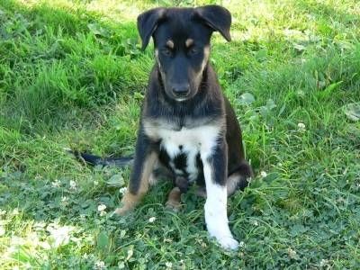Come si apre un allevamento di cani