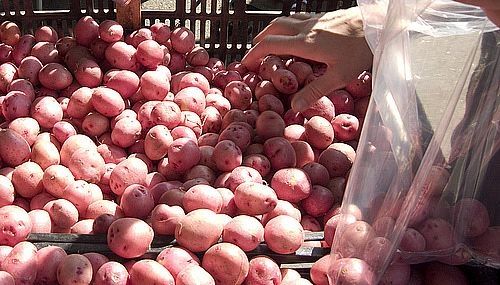 Come cuocere delle piccole patate rosse