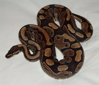 Come pulire la teca del serpente