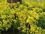 Quali fiori in pieno sole