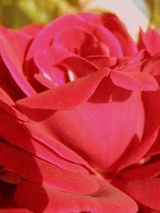Come estrarre gli oli essenziali e i profumi dai fiori