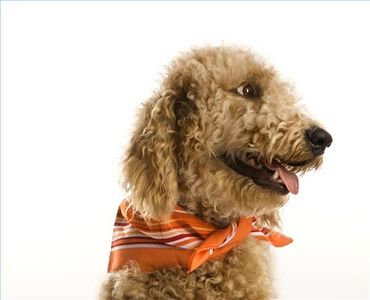 Giochi educativi per cani