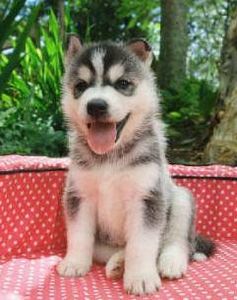 Come allevare un Siberian Husky