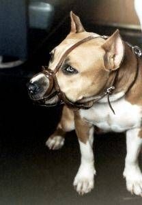 Quando usare la museruola per il cane