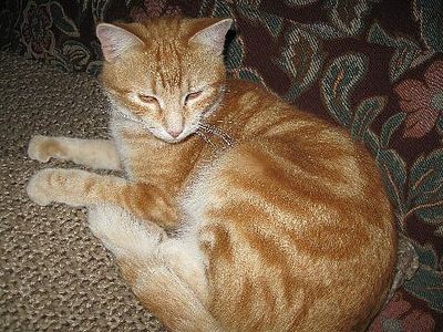 Quali piante sono velenose per i gatti