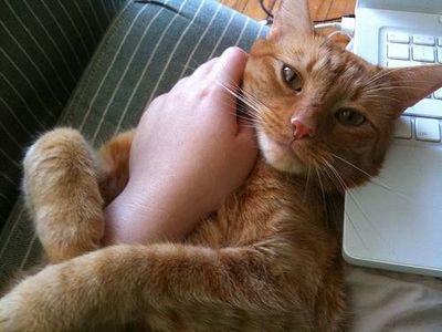 Cosa fare se il gatto ha la febbre
