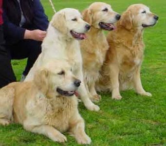 Come allevare un cucciolo di Golden Retriever