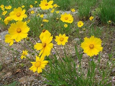 Come utilizzare antistaminici naturali per trattare le allergie al polline