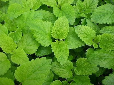 Come raccogliere e usare la melissa citronella