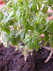 Prendersi cura delle piante di limoncella