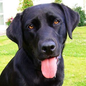 Il carattere del Labrador