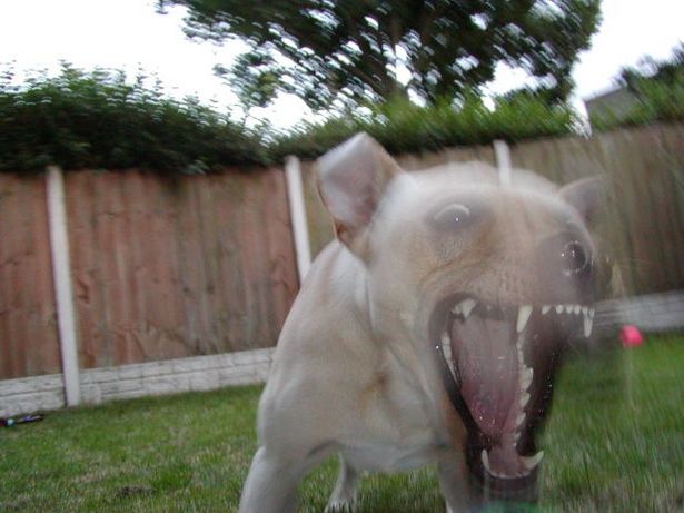 Cosa fare se il cane diventa aggressivo