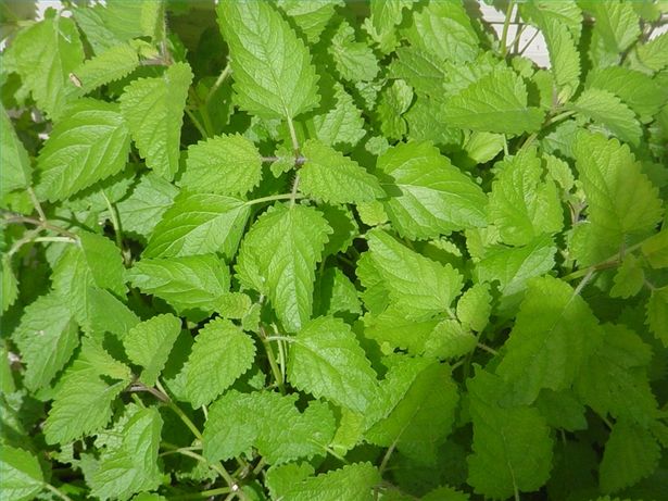Come fare la tintura di melissa citronella: ricetta e utilizzi