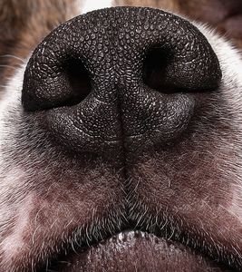 Come guarire il naso chiuso nei cani